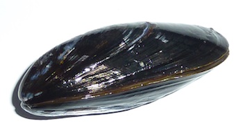 Photo of cultivated Prince Edward's Island mussel, about 2 inches long / www.super-seafood-recipes.com