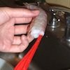Photo - cleaning shrimp
