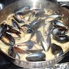Cooking mussels
