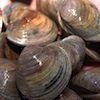 Photo - Littleneck clams / Best Clam Recipes - www.super-seafood-recipes.com